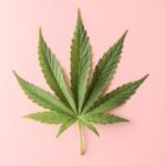 CBD LEAVES MOROCCO